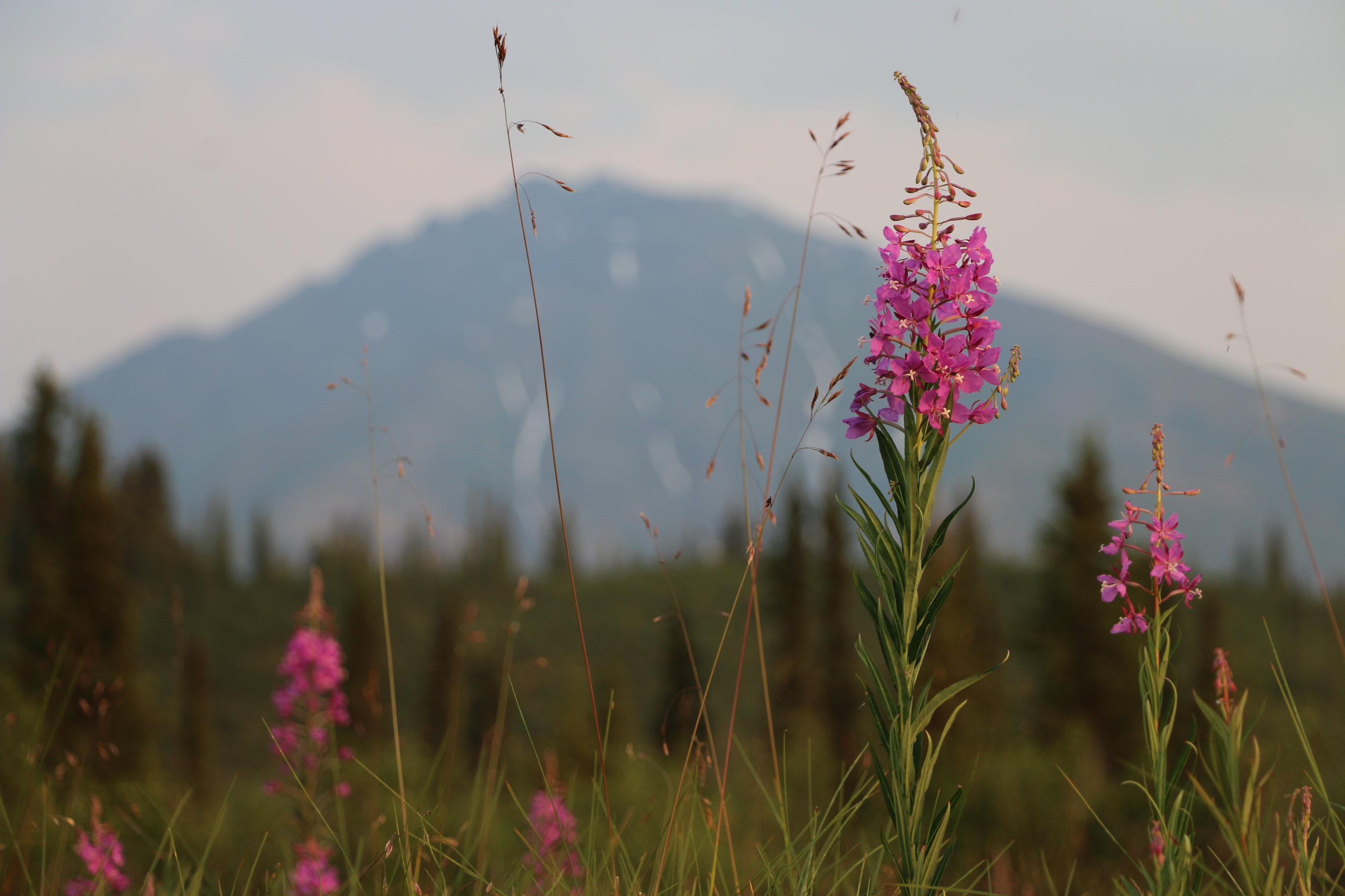 Soil Sampling - a single fireweed poking out in the yukon mountain landscape.